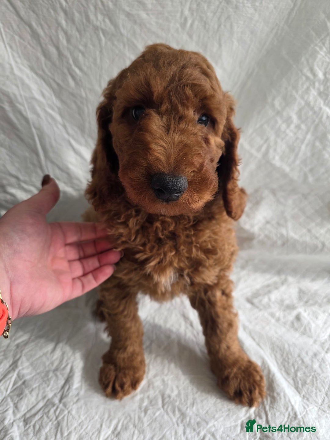 Goldendoodle dogs for sale: 👑Superb Rare Toy/Mini Deepest Red Goldendoodles👑 - Image 14