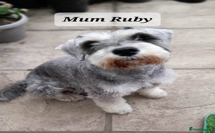 Miniature Schnauzer dogs - Advert 1