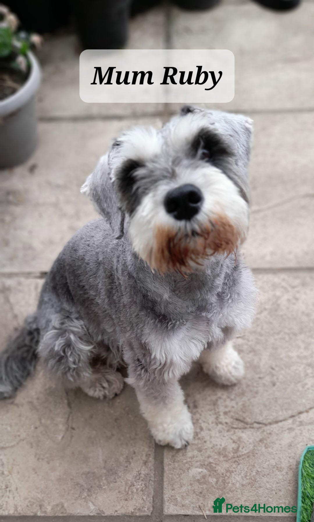 Miniature Schnauzer dogs for sale: Gorgeous sweet Schnauzer Puppies - Image 1