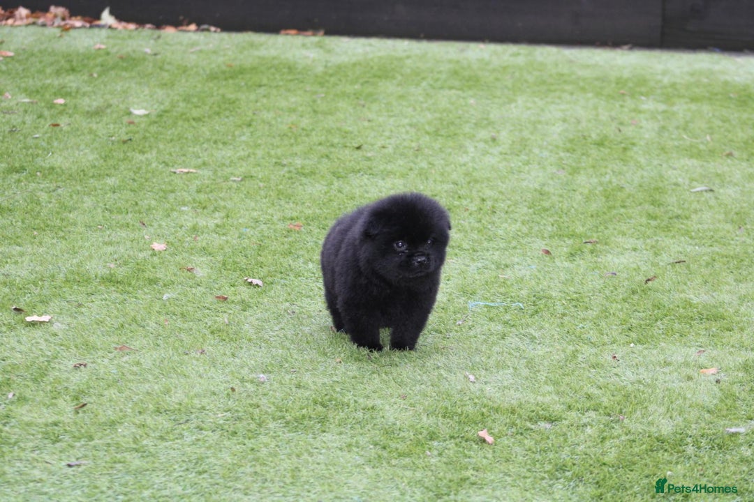 Mixed Breed dogs for sale: 🐾 Chow Chow x Japanese Chin CHINCHOWS 🐾 - Advert 16