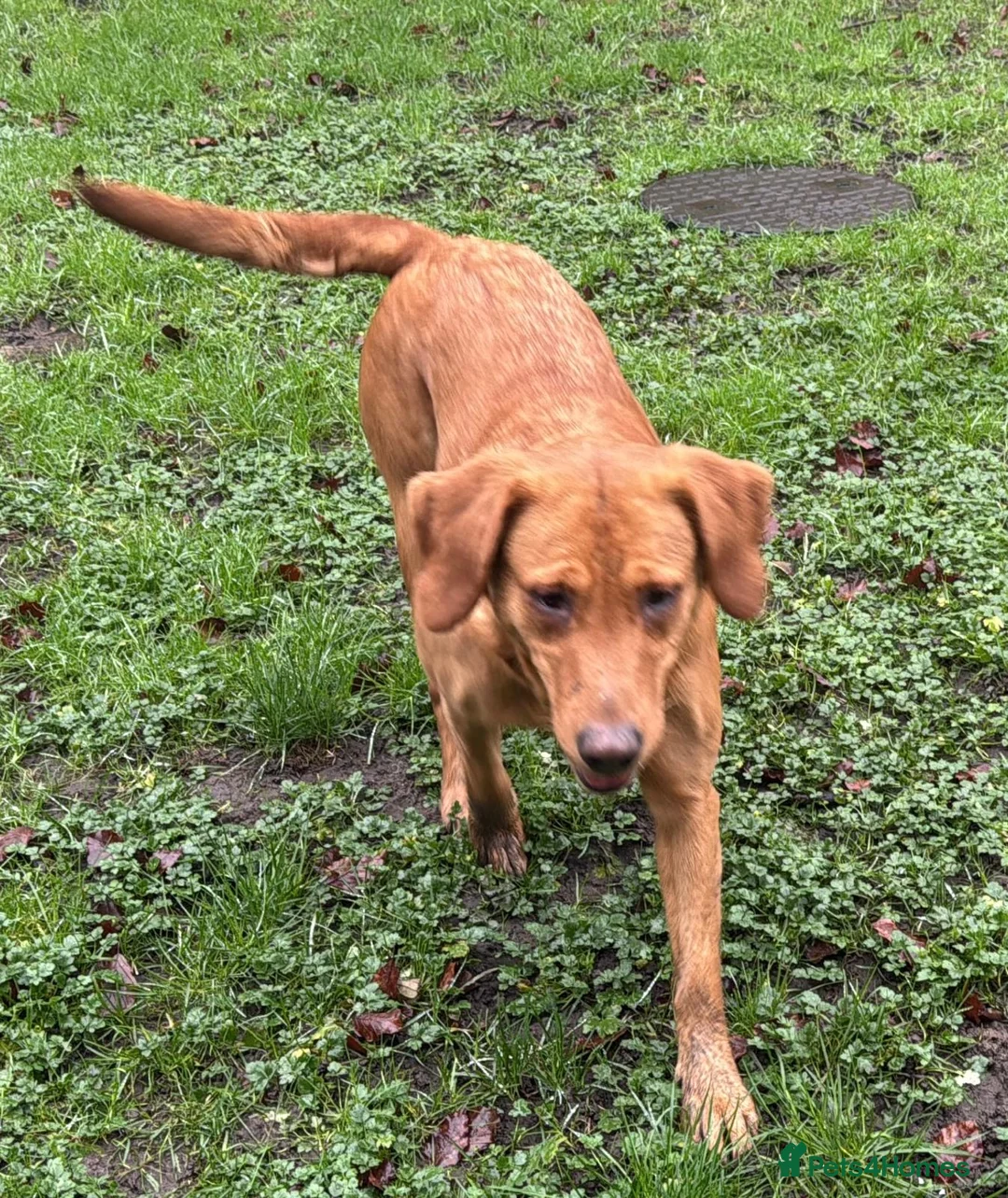 Goldador dogs for sale: BORN FROM HIP, ELBOW AND DNA PERFECT PARENTS - Advert 5