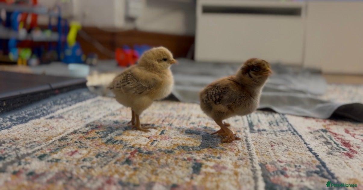 Mixed Breed birds Check - Advert 5