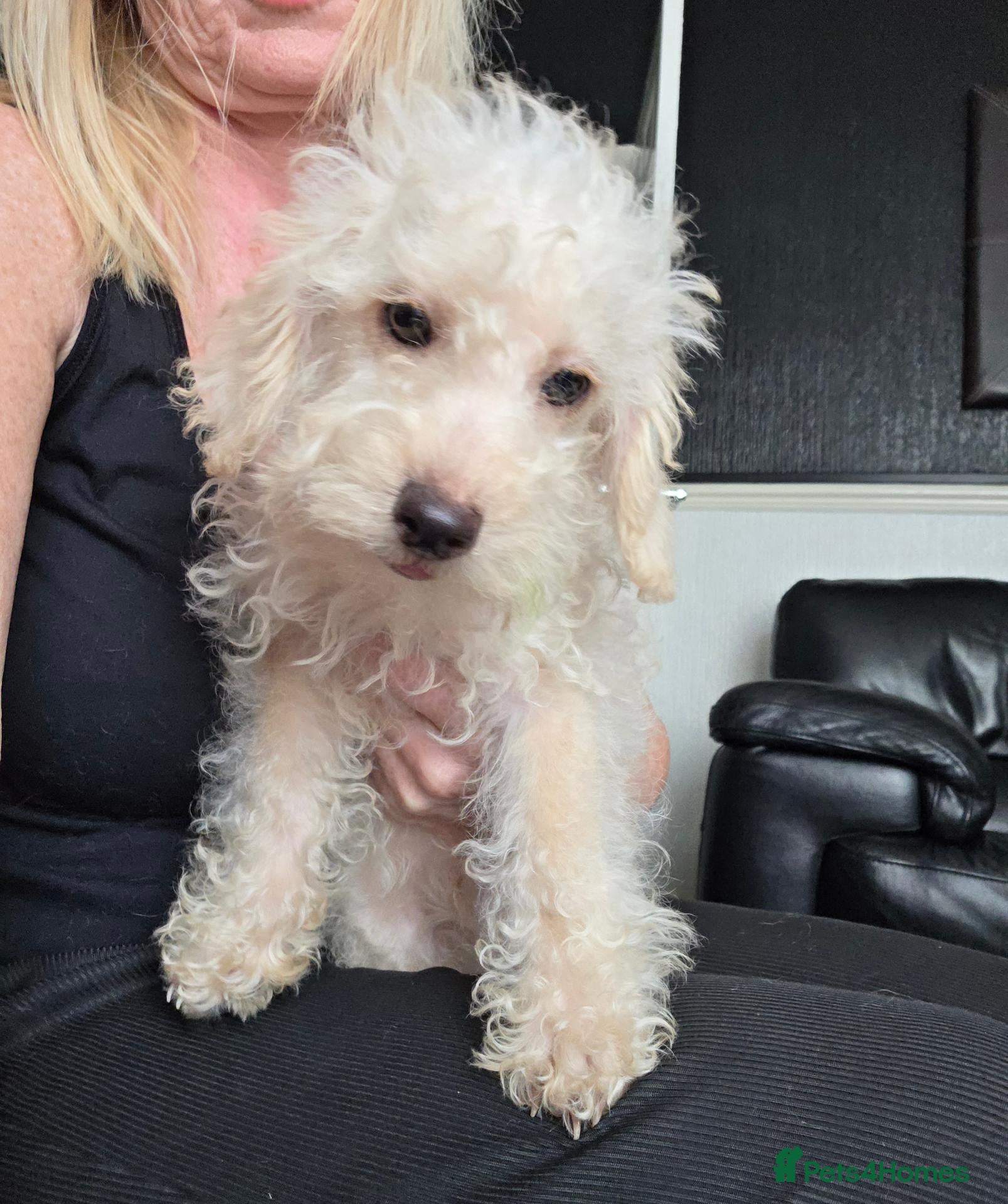Jackapoo dogs Toy poodle 3/4 puppies  - Advert 4