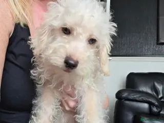 Jackapoo dogs Toy poodle 3/4 puppies - Advert 4