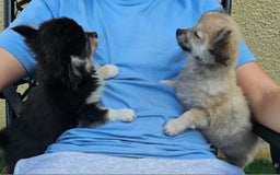 Chihuahua dogs for sale: Long coat Stunning K.C Reg. Puppies **READY NOW** - Image 3