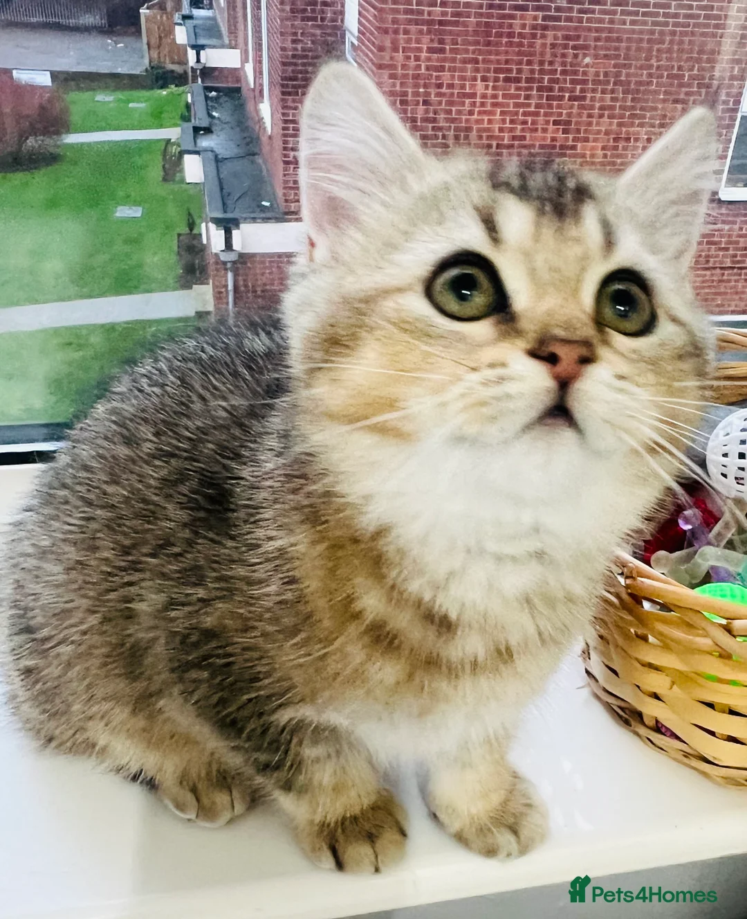 Scottish Fold cats for sale: TICA registered Pedigree boy kitten  - Advert 3