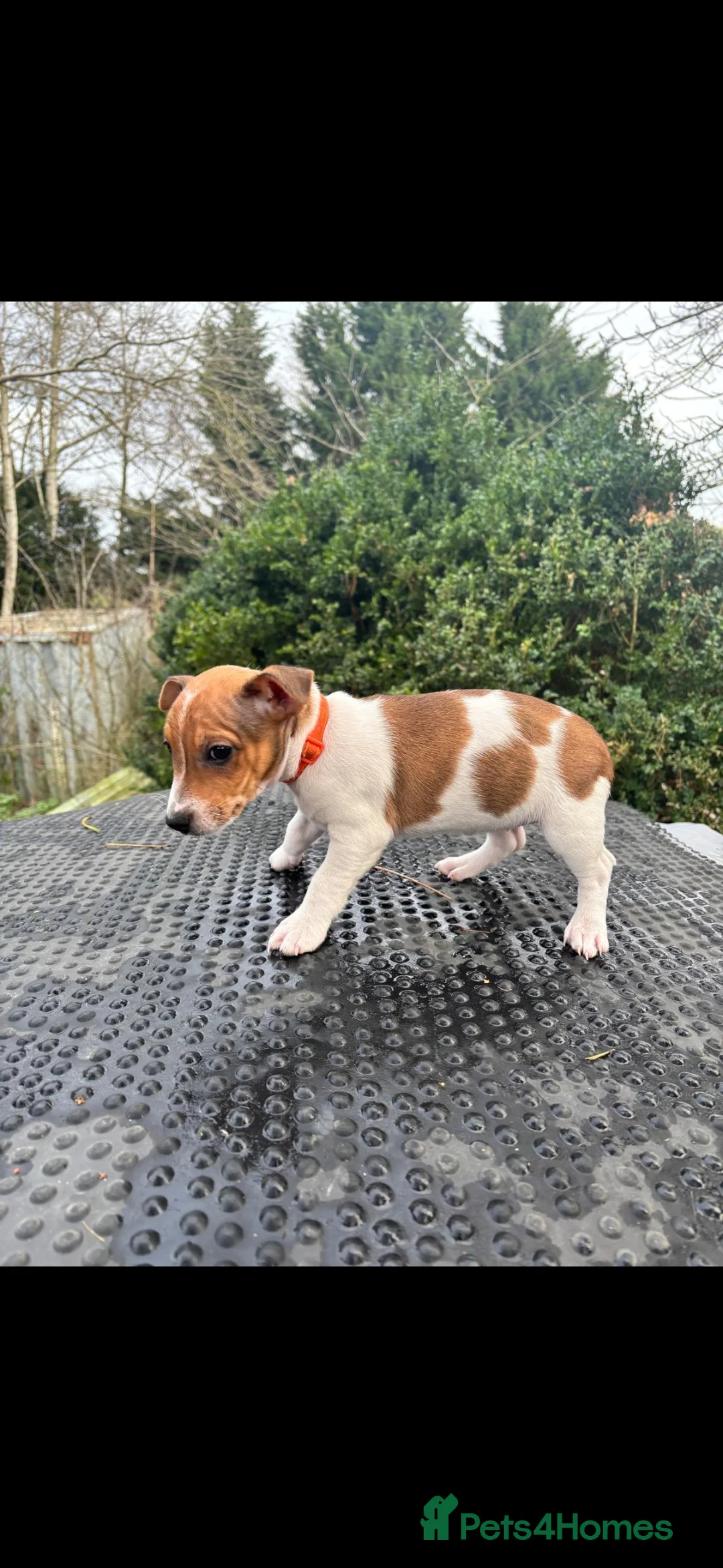 Jack Russell dogs for sale: Beautiful tricoloured jack Russell pups for sale - Advert 23