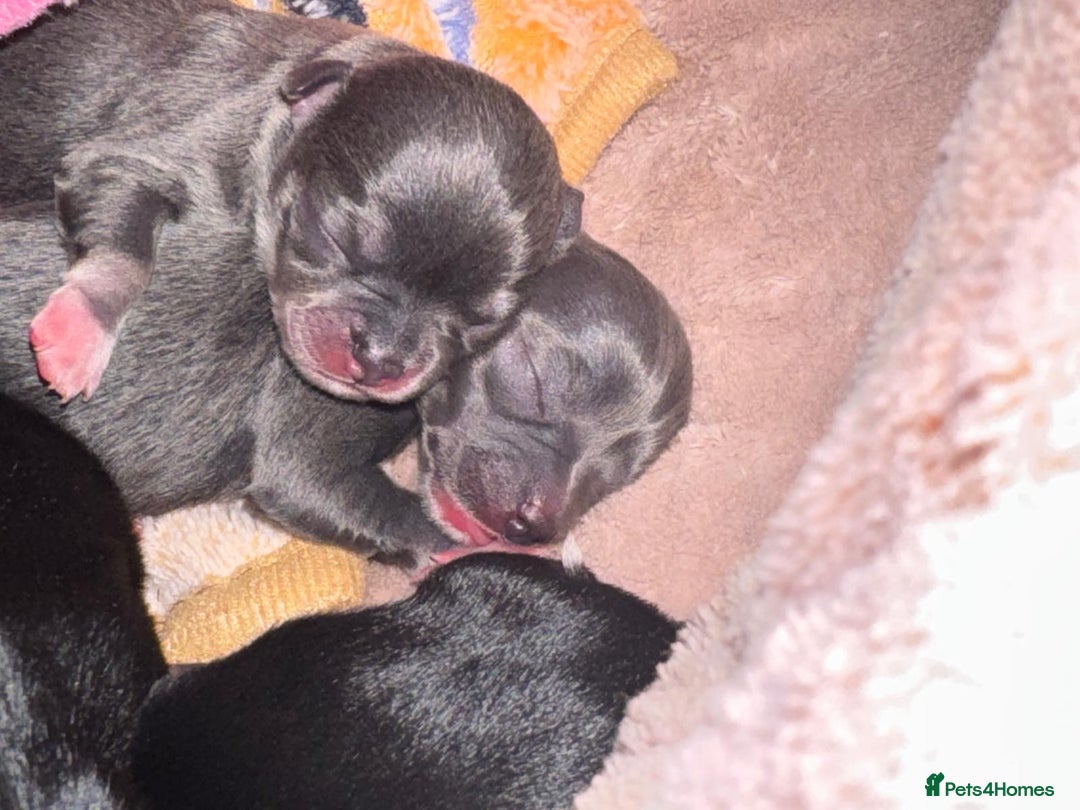 Chihuahua dogs for sale: Beautiful chihuahua Pups for sale  - Image 3