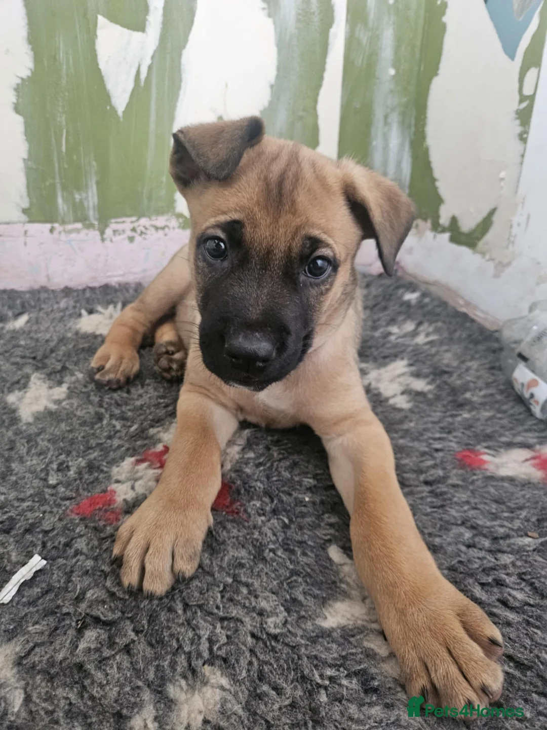 Mixed Breed dogs for sale: German Shepherd x Cane corso puppies  - Advert 7
