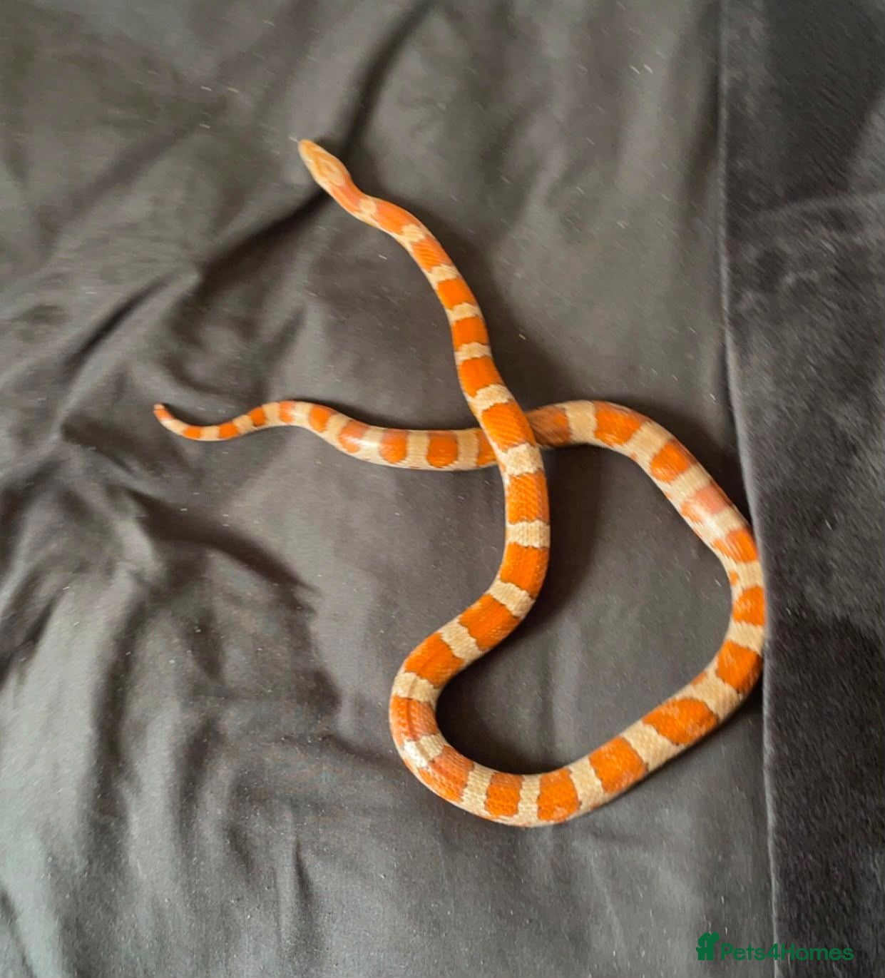 Corn Snake reptiles Corn snake with full set up - Advert 3