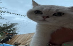 British Shorthair cats for sale: White British Short Hair  - Image 4