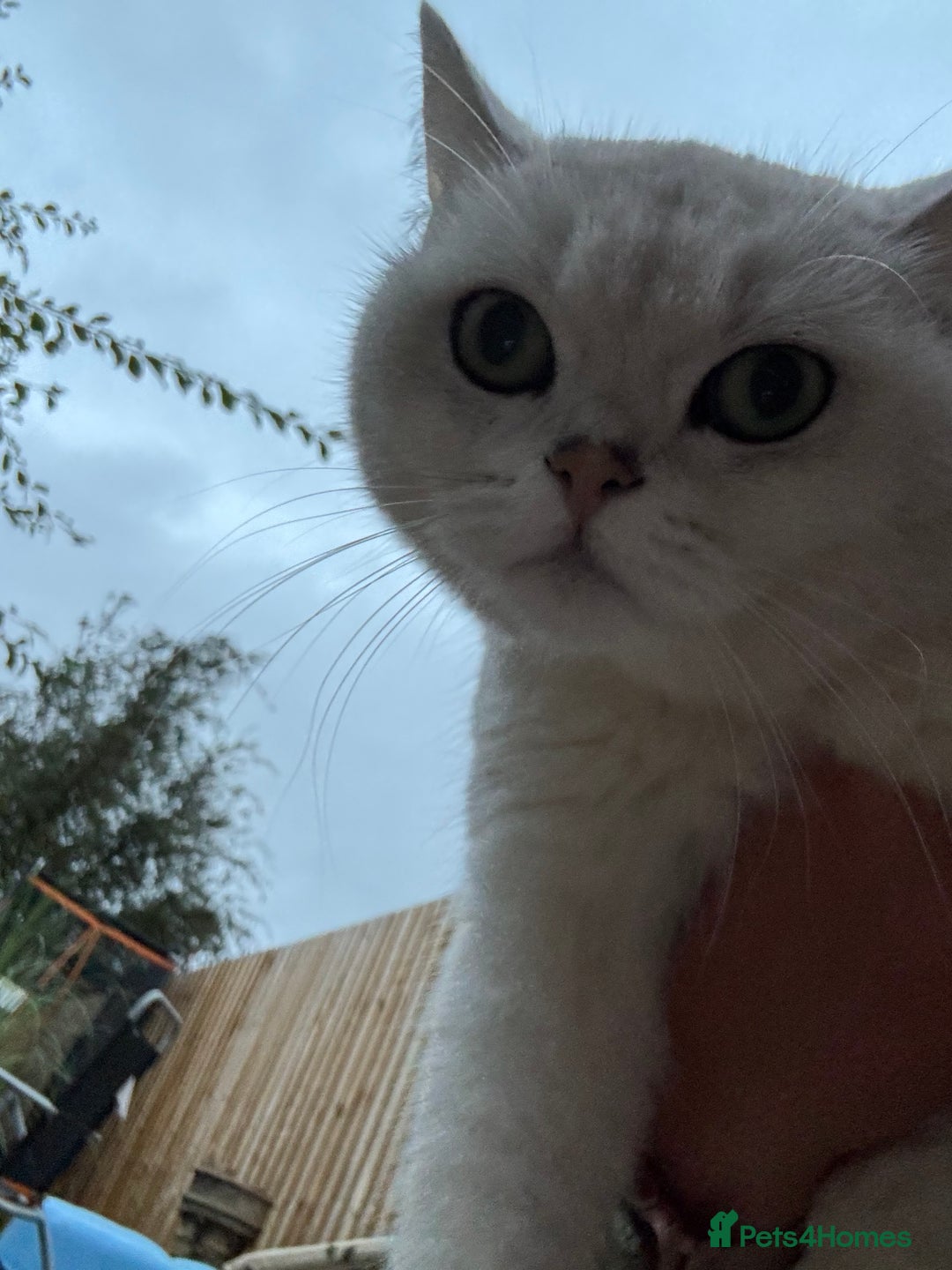 British Shorthair cats for sale: White British Short Hair  - Image 4