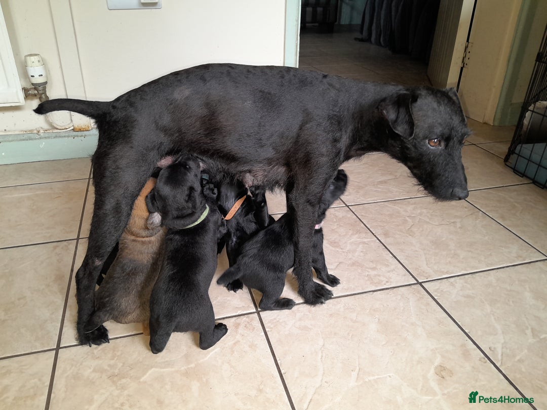 Patterdale Terrier dogs for sale: Patterdale Pups  - Image 2