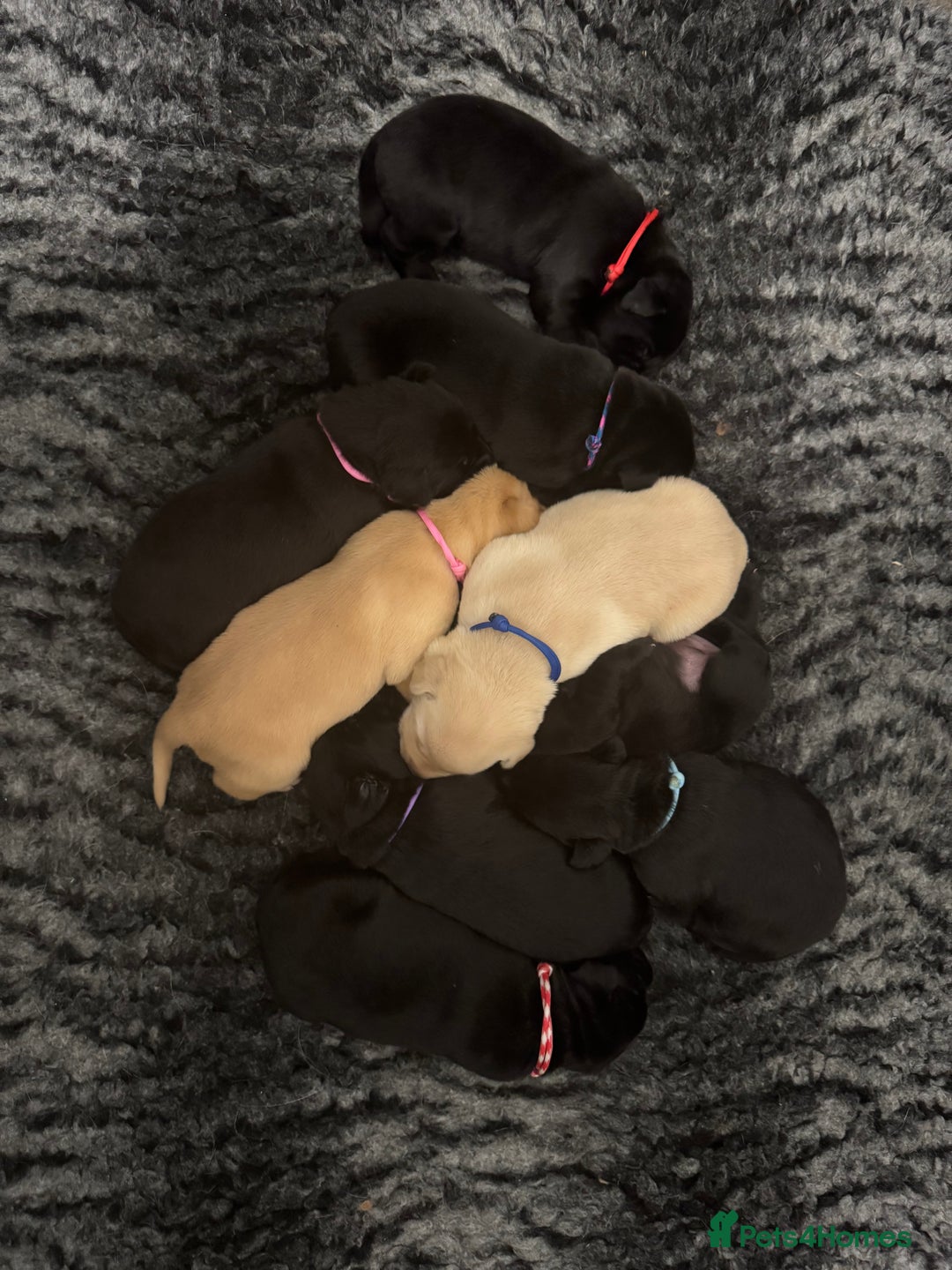 Labrador Retriever dogs for sale: Stunning KC Puppies Health Tested Parents - Advert 8