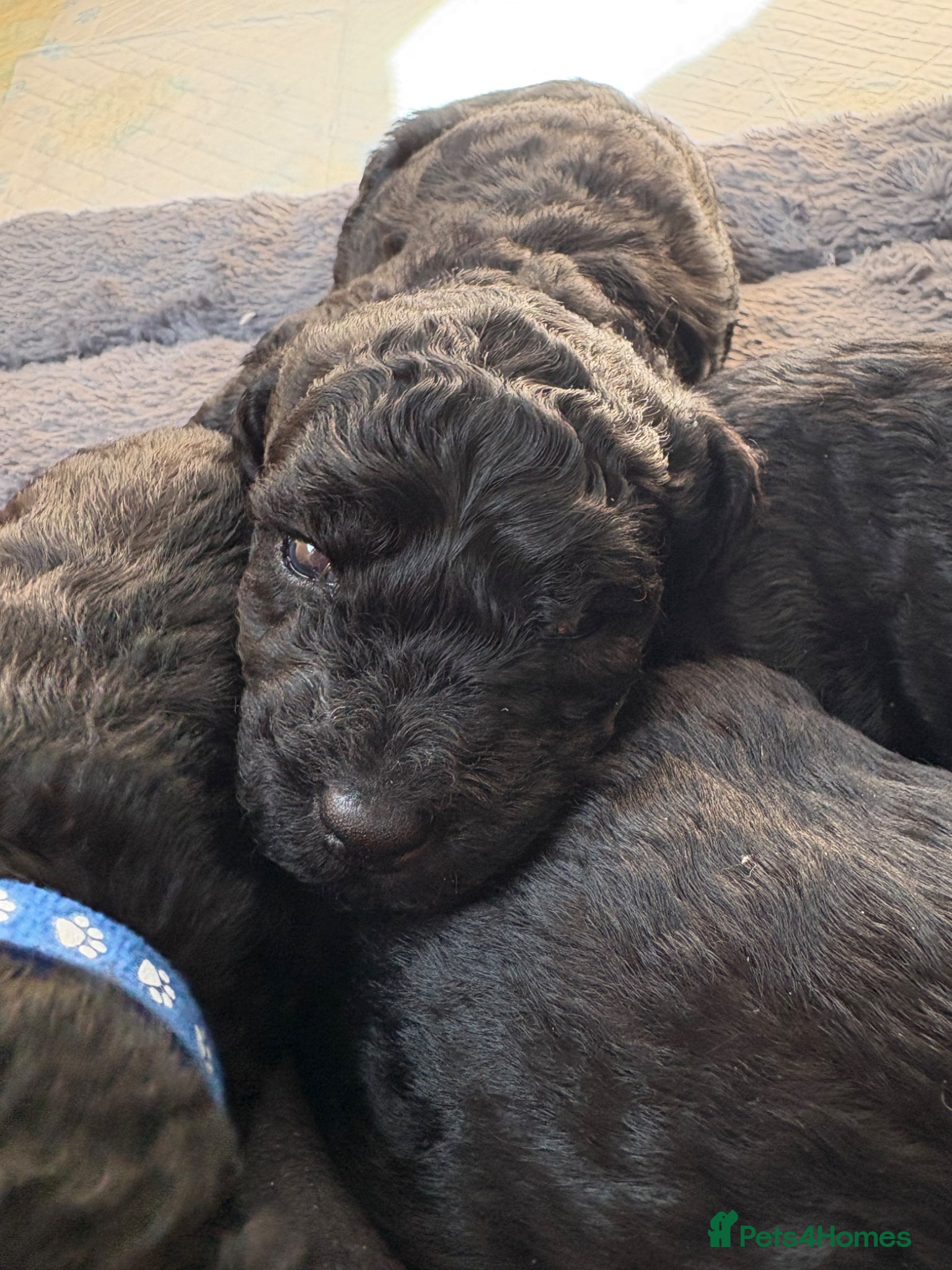 Labradoodle dogs Premium Multigenerational Miniature labradoodle  - Advert 6