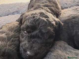 Labradoodle dogs Premium Multigenerational Miniature labradoodle - Advert 6