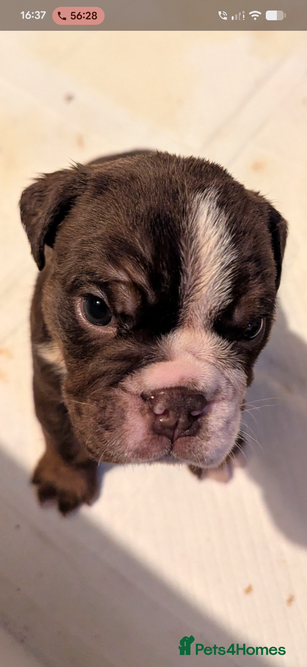 Old Tyme Bulldog dogs for sale: STUNNING OLD TYME ENGLISH BULLDOG PUPPIES  - Advert 4