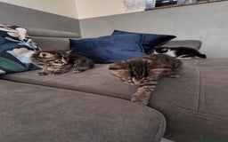 Mixed Breed cats for sale: Beautiful kittens  - Advert 10