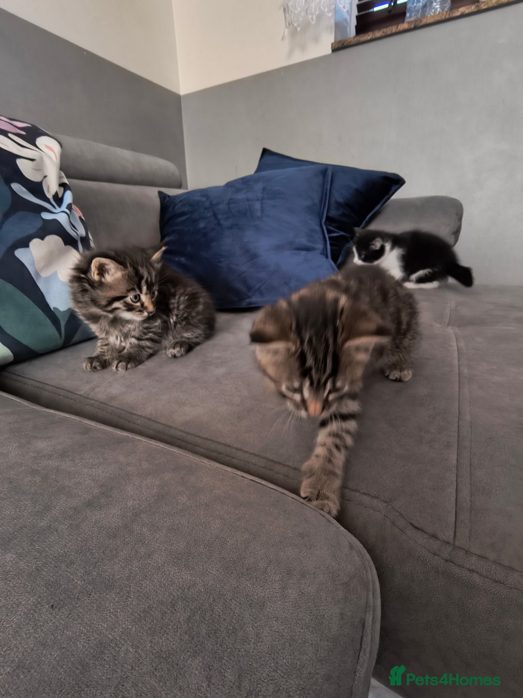 Mixed Breed cats for sale: Beautiful kittens  - Advert 10