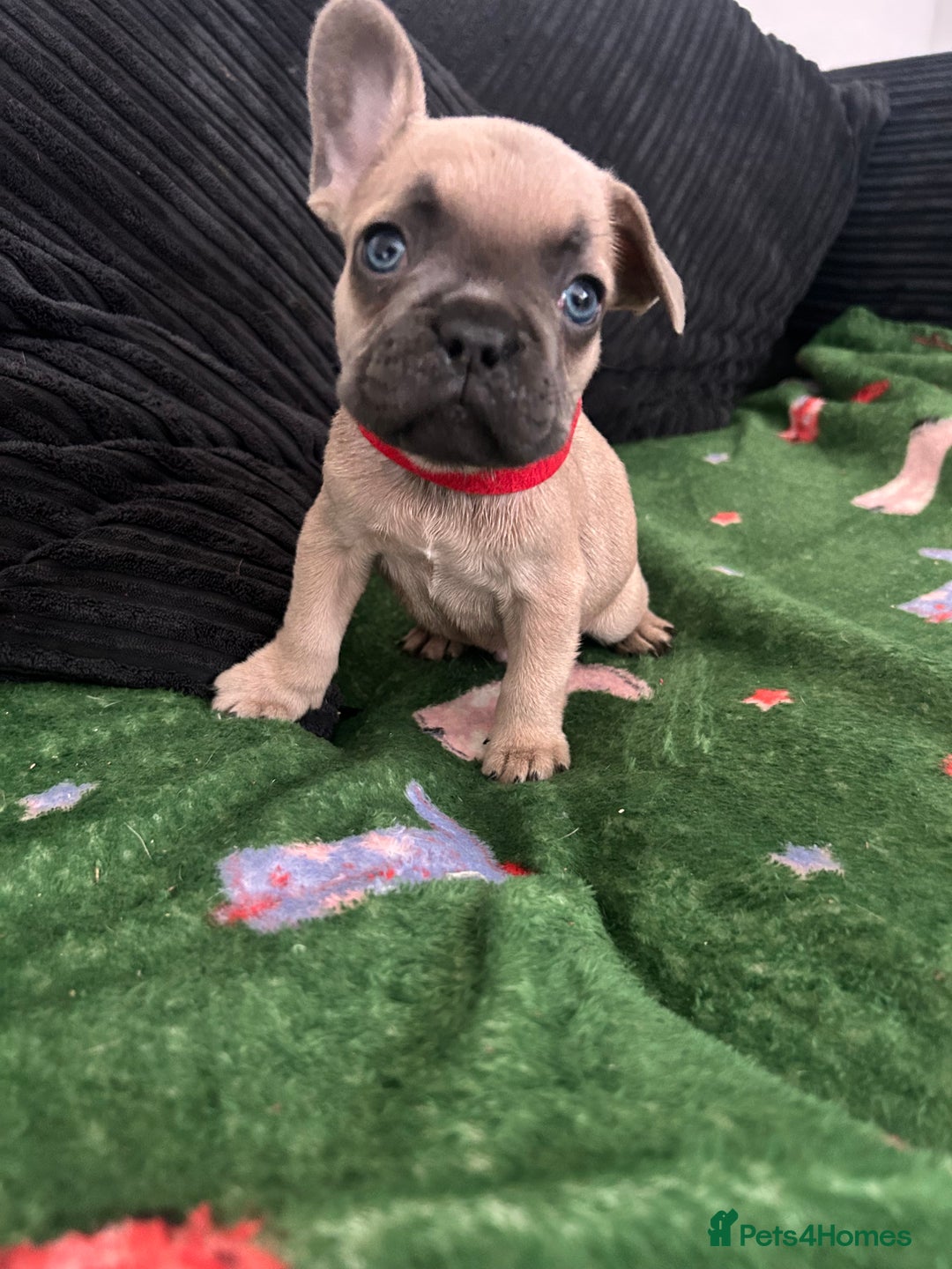 French Bulldog dogs for sale: KC French bulldog puppies dad 5 generation pedigre - Advert 5