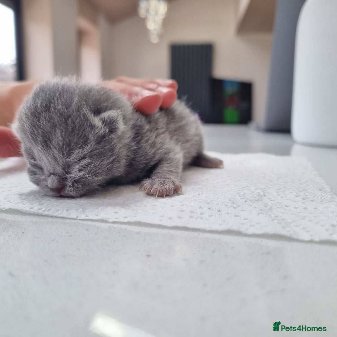 British Shorthair cats for sale: Beautiful British Short hair Blue kittens for sale - Image 8