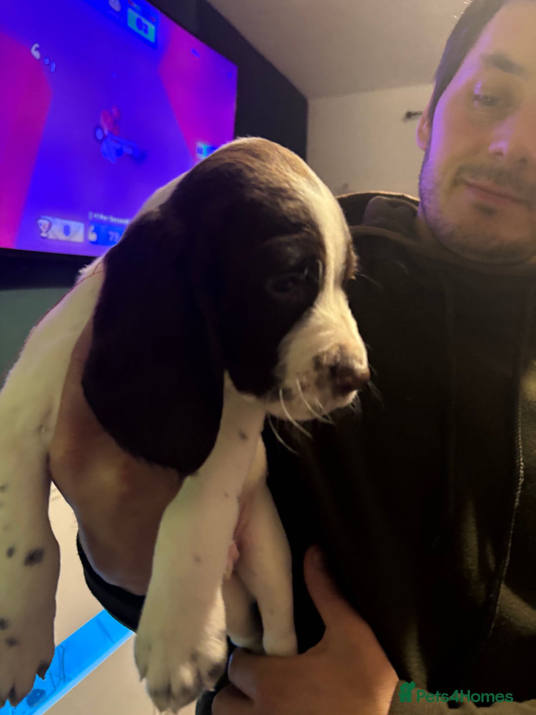 Cockerdor dogs for sale: Cockerdors  - Advert 14