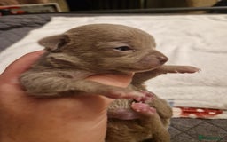 Chihuahua dogs for sale: Female Puppies  - Image 8