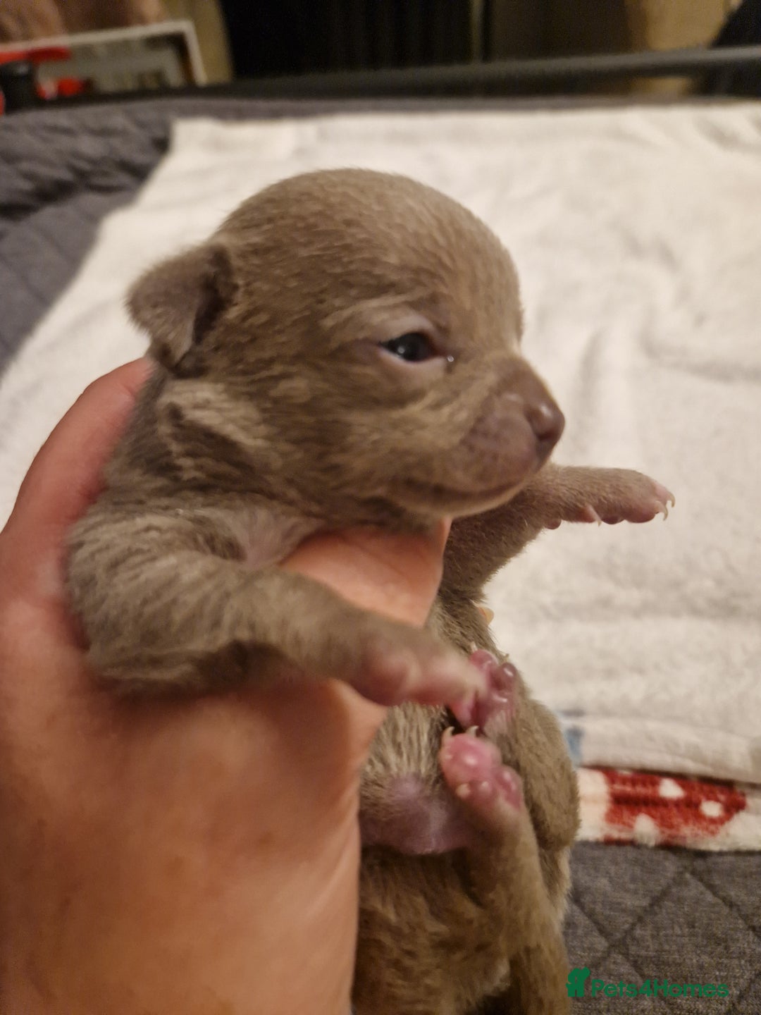 Chihuahua dogs for sale: Female Puppies  - Image 8