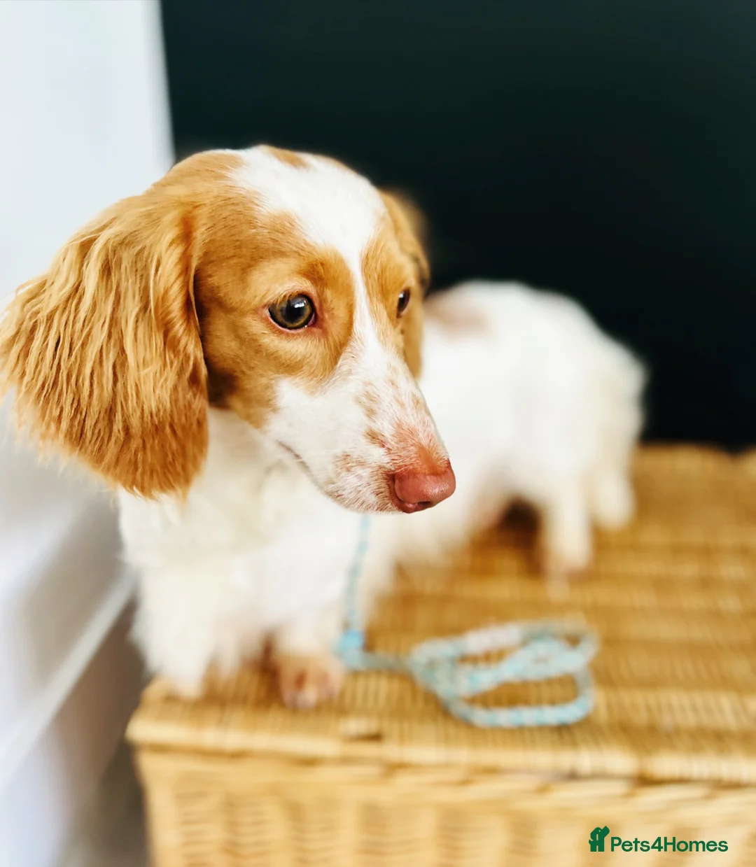 Miniature Dachshund dogs for stud: Dapple Piebald Stud 💫  - Advert 1