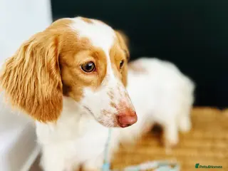 Miniature Dachshund dogs for stud: Dapple Piebald Stud 💫 e/e *cream *chocolate in Epsom - Advert 4