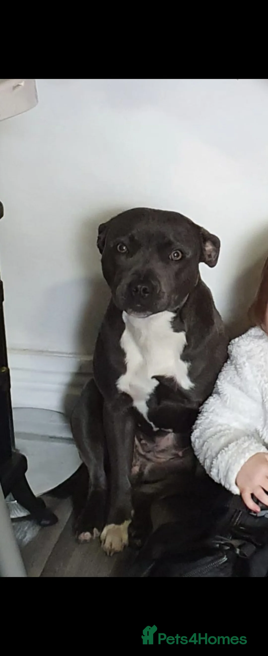 Staffordshire Bull Terrier dogs for stud: Staffordshire bull terrier seeking stud - Advert 2