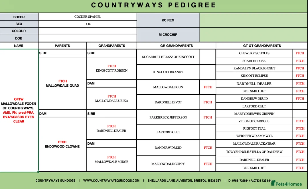 Cocker Spaniel dogs for stud: Outstanding OFTW Red Cocker, FULLY HEALTH TESTED in Bristol - Advert 30