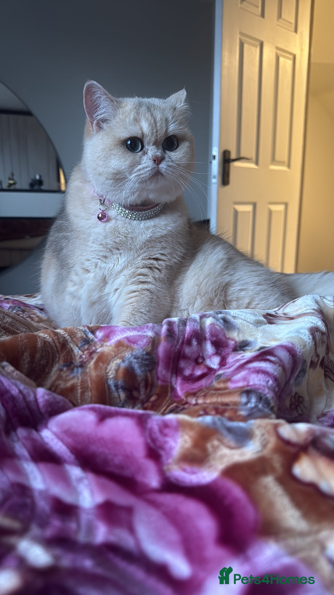 British Shorthair cats for sale: Golden Tipped British Shorthair Cat - Advert 6