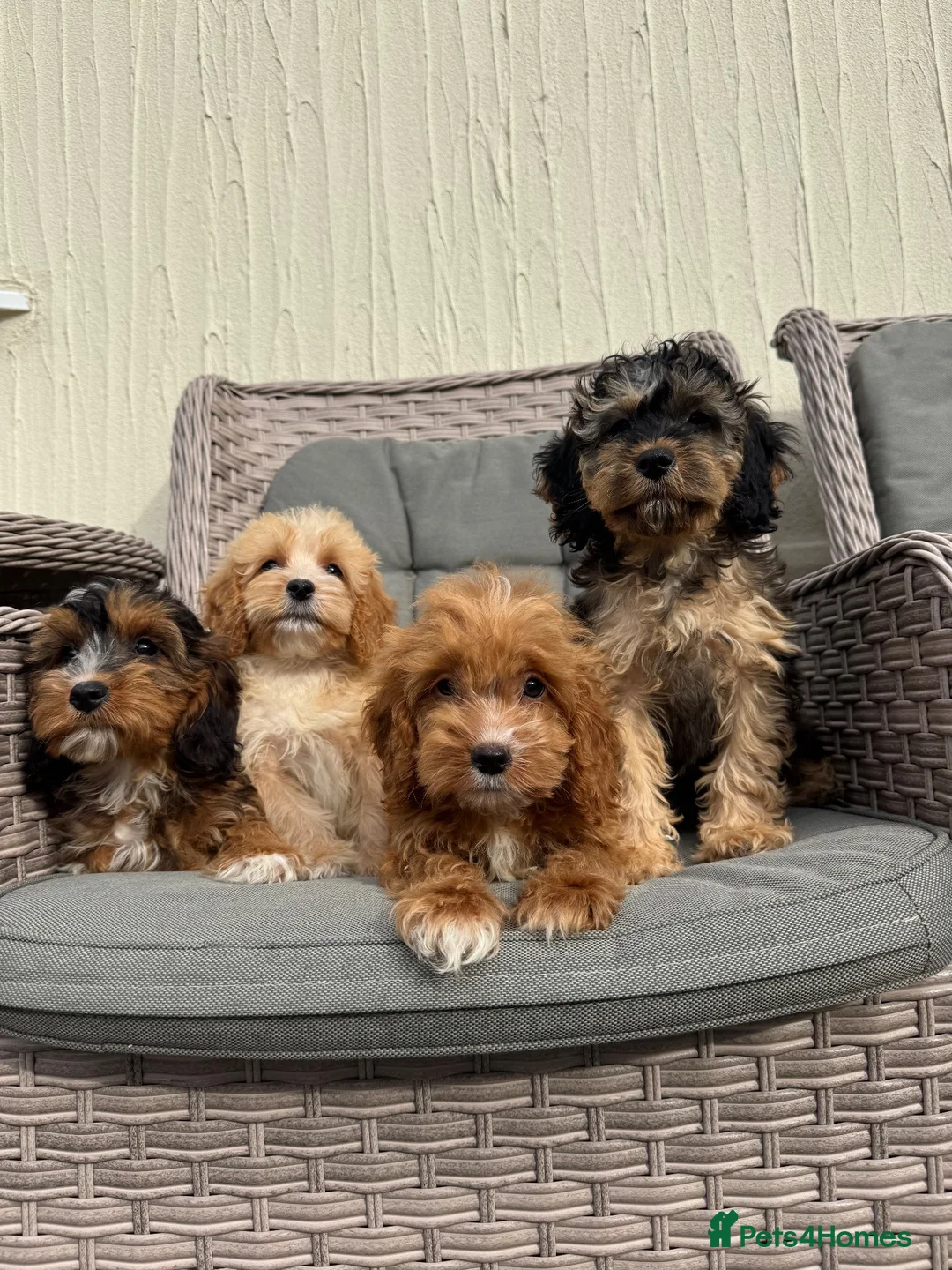 Cockapoo dogs for sale: F1 pra clear Cockapoos(council licensed) - Advert 15
