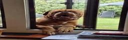 Dogue De Bordeaux dogs for sale: Dogue de bordeaux Male - Advert 4