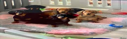 Dachshund dogs for sale: KC Miniature Smooth haired Dachshund  in Middlesbrough - Advert 5