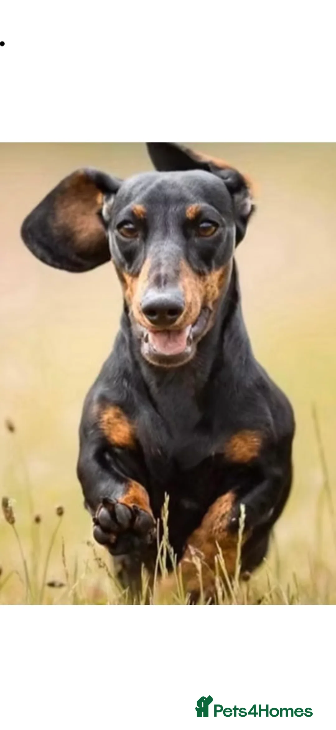Miniature Dachshund dogs for sale: Superb 5 generation KC pedigree Mini Dachshunds 🐶 - Advert 6