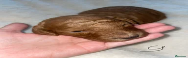 Cockapoo 8