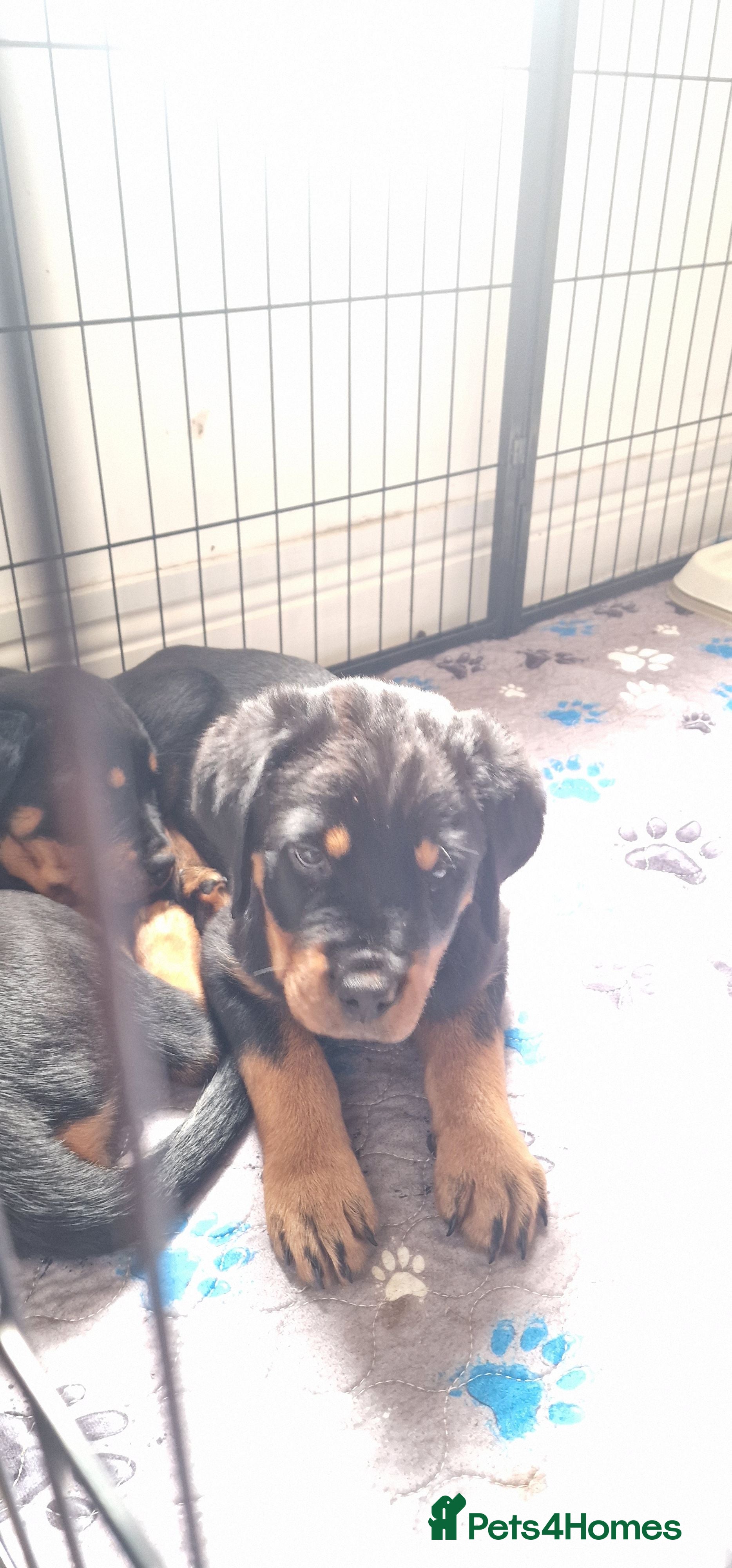Rottweiler dogs Last full vaccinated Purebred Rottweiler puppy  - Advert 7