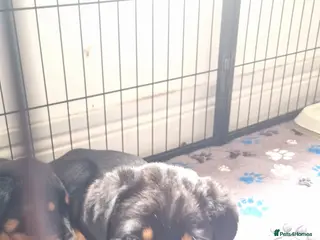 Rottweiler dogs Last full vaccinated Purebred Rottweiler puppy - Advert 7