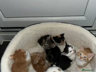 Mixed Breed cats CUTE KITTENS NOW FOR SALE!! - Advert 1