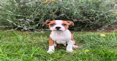 Staffordshire Bull Terrier dogs - Advert 16