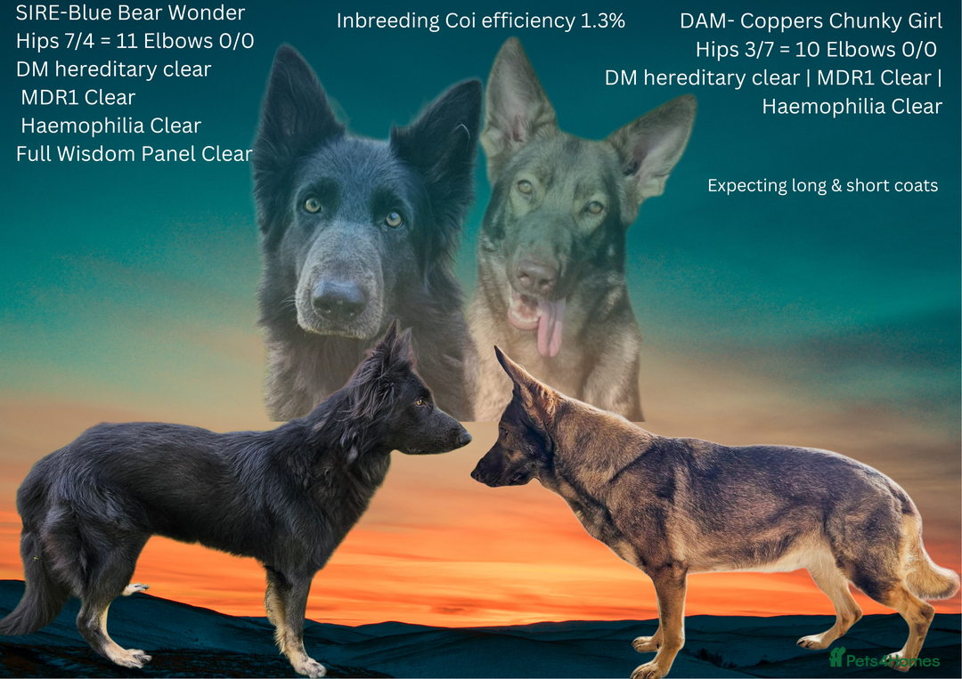 German Shepherd dogs for sale: ✴️Litter due - healthy KC straight back GSP's✴️ - Advert 1