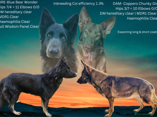 German Shepherd dogs ✴️Litter due - healthy KC straight back GSP's✴️ - Advert 1