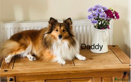 Shetland Sheepdog dogs for sale: Beautiful shaded sable puppies  - Image 11