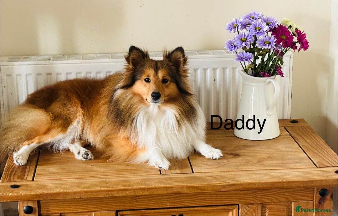 Shetland Sheepdog dogs for sale: Beautiful shaded sable puppies  - Image 11
