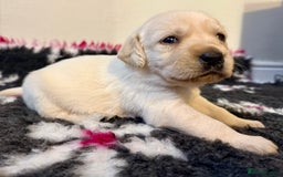Goldador dogs for sale: 10x Family reared gorgeous Goldador Puppies - Image 14