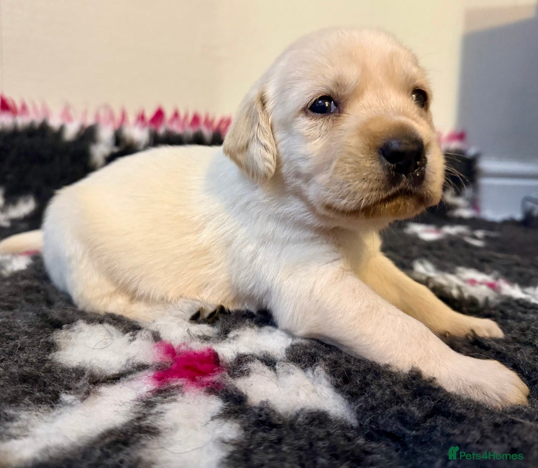 Goldador dogs for sale: 10x Family reared gorgeous Goldador Puppies - Image 14