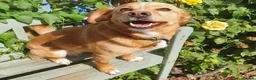 Mixed Breed dogs for adoption: Beautiful Bonnie 🩷 in Hailsham - Advert 9