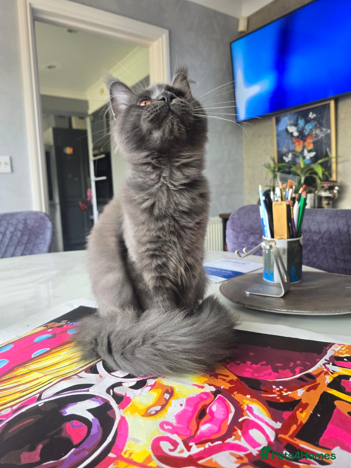 Maine Coon cats Blue Maine Coon kitty TICA registered  - Advert 2